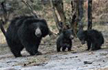 3 bears kill farmer in Hosadurga; villagers club one animal to death